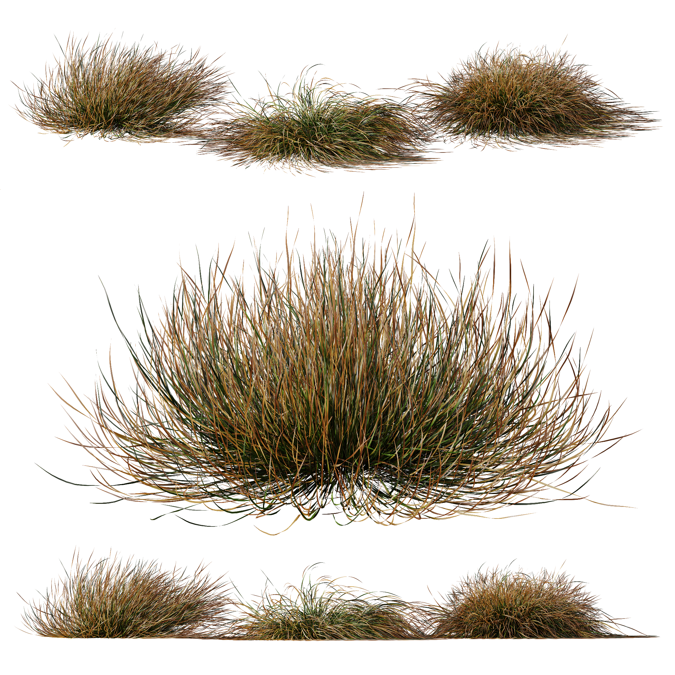HQ Plants Carex Testacea Orange Sedge Grass Prairie Fire Version2